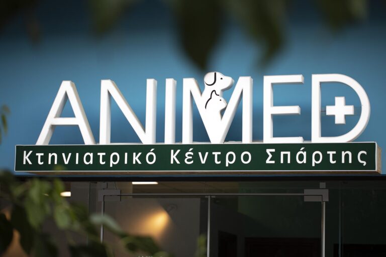 veterinary clinic modern design colorful interior